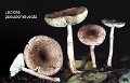 Lepiota pseudohelveola-amf74-1